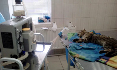 Социальный ВЕТЦЕНТР