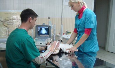 Социальный ВЕТЦЕНТР