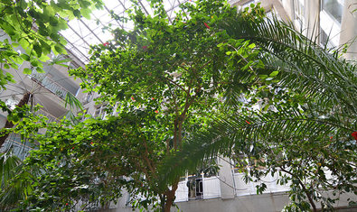 Зимний сад Института Зимний сад Института