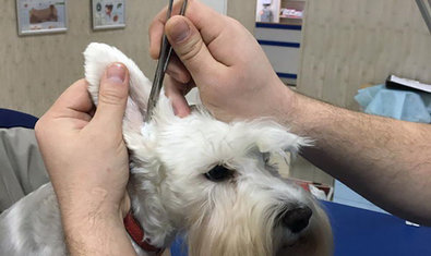 Салтовская ветеринарная клиника, филиал Харьковского ветеринарного госпиталя Салтовская ветеринарная клиника, филиал Харьковского ветеринарного госпиталя