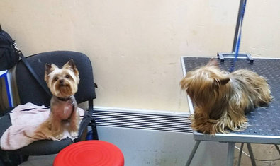 Студия груминга «Барбоскин» Студия груминга «Барбоскин»