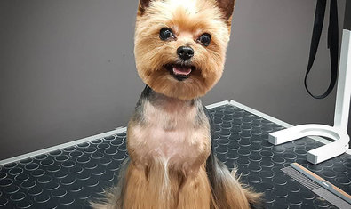 Студия груминга «Барбоскин» Студия груминга «Барбоскин»