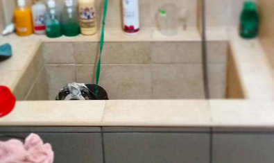 Студия груминга «Барбоскин» Студия груминга «Барбоскин»