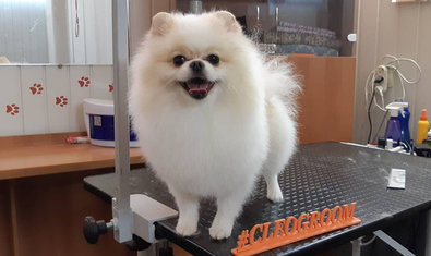 Студия груминга «Клео»