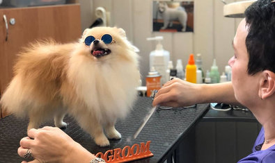 Студия груминга «Клео»