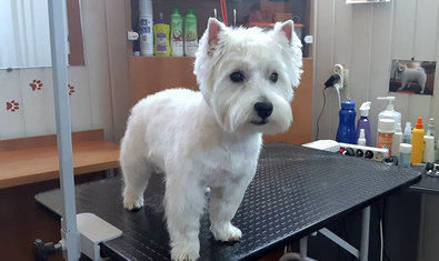 Студия груминга «Клео»