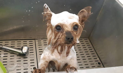 Студия груминга «Клео»