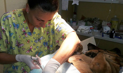 Ветеринарная клиника «38, 8» Ветеринарная клиника «38, 8»