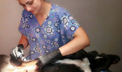 Ветеринарная клиника «38, 8» Ветеринарная клиника «38, 8»