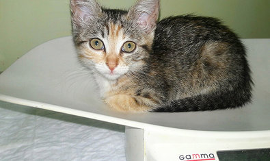 Ветеринарная клиника «38, 8» Ветеринарная клиника «38, 8»