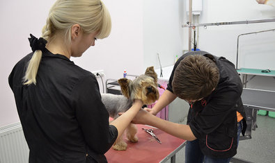 Ветеринарная клиника «911»