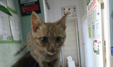 Ветеринарная клиника «Animals» Ветеринарная клиника «Animals»