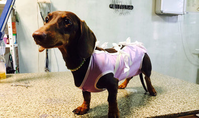 Ветеринарная клиника «Animals» Ветеринарная клиника «Animals»