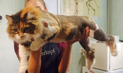 Ветеринарная клиника «Animals» Ветеринарная клиника «Animals»