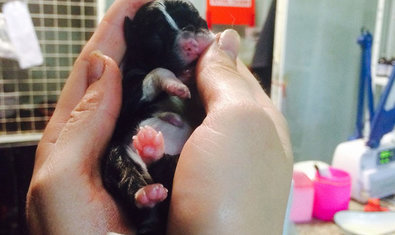 Ветеринарная клиника «Animals» Ветеринарная клиника «Animals»