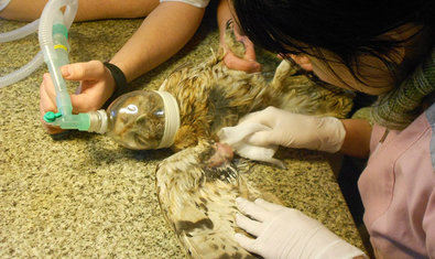 Ветеринарная клиника «Animals» Ветеринарная клиника «Animals»