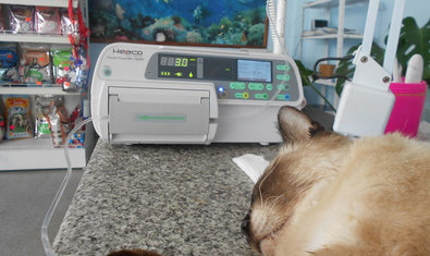 Ветеринарная клиника «Animals» Ветеринарная клиника «Animals»