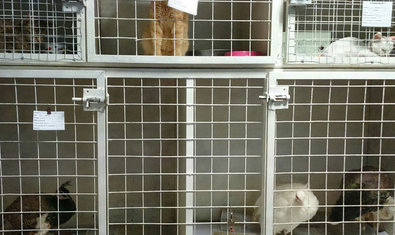 Ветеринарная клиника «Animals» Ветеринарная клиника «Animals»