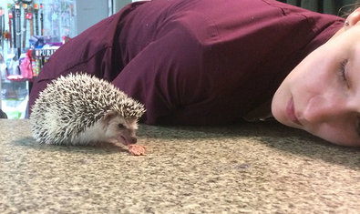 Ветеринарная клиника «Animals» Ветеринарная клиника «Animals»