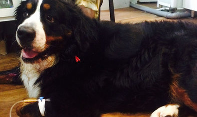 Ветеринарная клиника «Animals» Ветеринарная клиника «Animals»