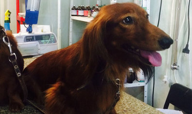 Ветеринарная клиника «Animals» Ветеринарная клиника «Animals»