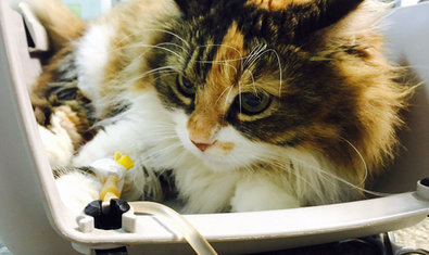 Ветеринарная клиника «Animals» Ветеринарная клиника «Animals»