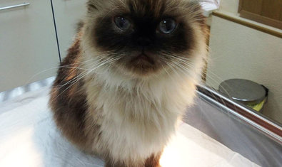 Ветеринарная клиника доктора Обуховского