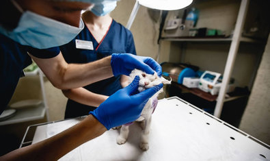 Ветеринарная клиника «Гав Мур»