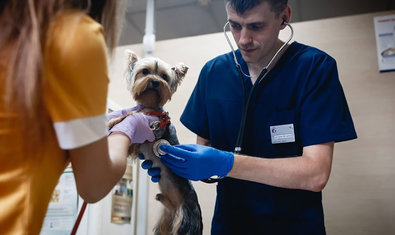 Ветеринарная клиника «Гав Мур»