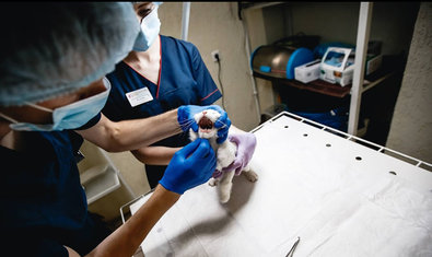 Ветеринарная клиника «Гав Мур»