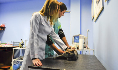 Ветеринарная клиника «Мадагаскар»