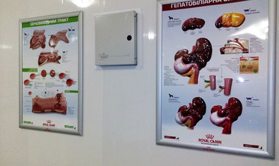 Ветеринарная клиника «Mashtalir veterinarius» Ветеринарная клиника «Mashtalir veterinarius»