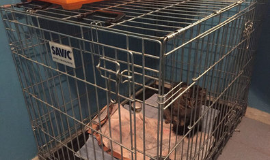 Ветеринарная клиника «Меньший брат» Ветеринарная клиника «Меньший брат»