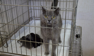 Ветеринарная клиника «Мурзик» Ветеринарная клиника «Мурзик»