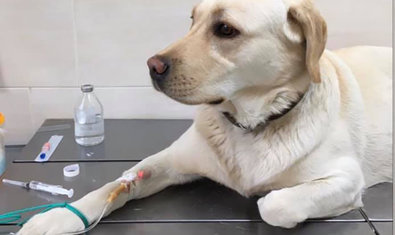 Ветеринарная клиника «MyPet» Ветеринарная клиника «MyPet»