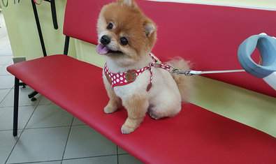 Ветеринарная клиника «SannaVet»