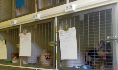 Ветеринарная клиника «SannaVet»