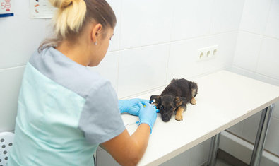 Ветеринарная клиника «SOS»