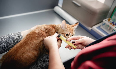 Ветеринарная клиника «Status Vet»