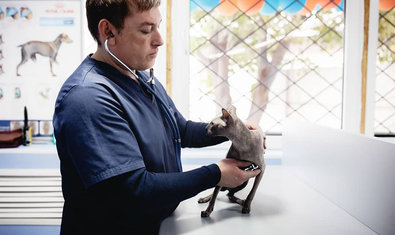 Ветеринарная клиника «Status Vet»