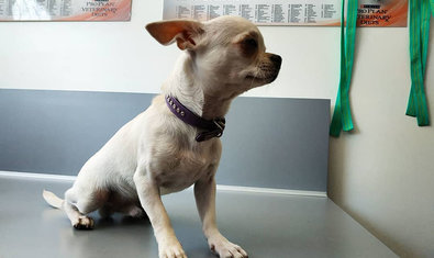 Ветеринарная клиника «Status Vet»