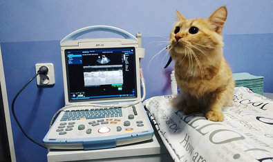 Ветеринарная клиника «Status Vet»