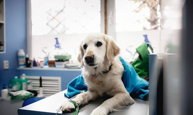 Ветеринарная клиника «Status Vet»