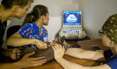 Ветеринарная клиника «Терра Вет Центр» Ветеринарная клиника «Терра Вет Центр»