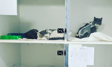 Ветеринарная клиника «Терра Вет Центр» Ветеринарная клиника «Терра Вет Центр»