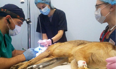 Ветеринарная клиника «Терра Вет Центр» Ветеринарная клиника «Терра Вет Центр»