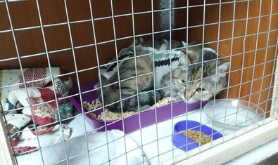 Ветеринарная клиника «Вет Плюс»