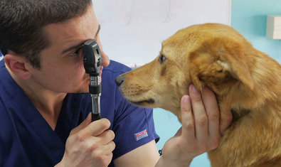 Ветеринарная клиника «ВетЭксперт»