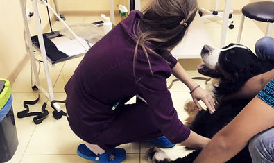 Ветеринарная клиника «Ветеринарный Домик» Ветеринарная клиника «Ветеринарный Домик»