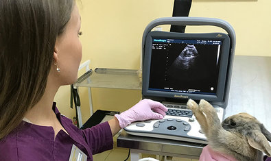 Ветеринарная клиника «Ветеринарный Домик» Ветеринарная клиника «Ветеринарный Домик»